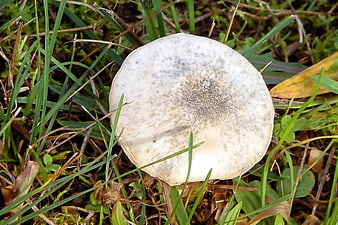 Close-up of white mushroom cap in green grass