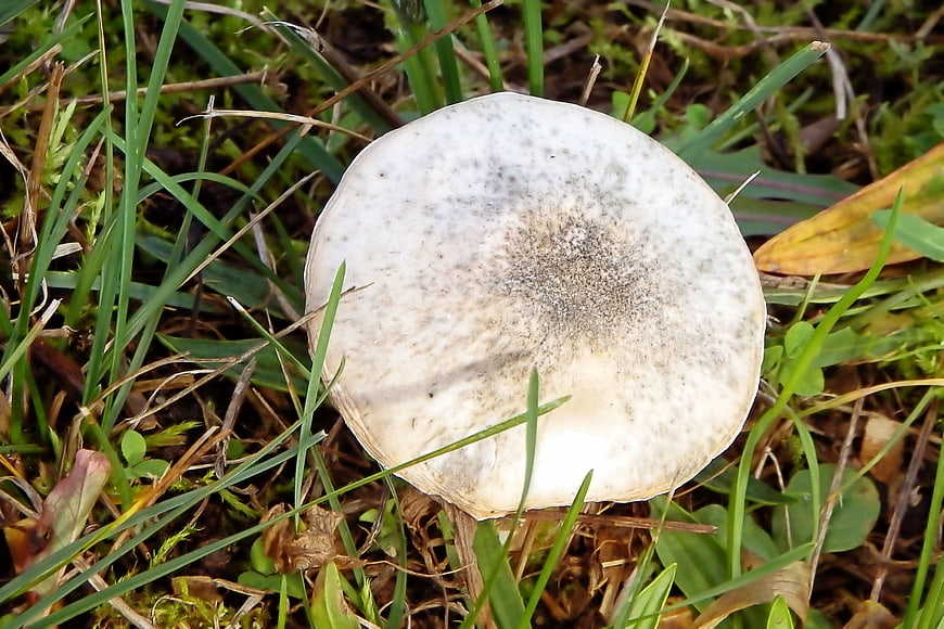 Close-up of white mushroom cap in green grass