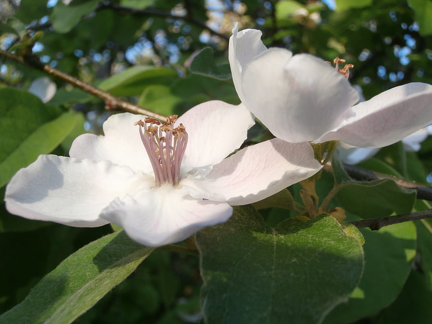 Close-up of white quince tree blossoms with green leaves