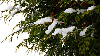 Snow-covered evergreen branch close-up