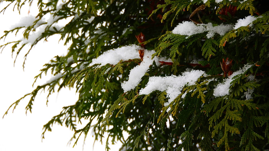 Snow-covered evergreen branch close-up