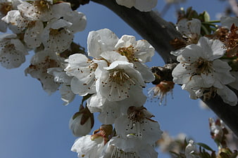 White almond blossoms on branch against blue sky