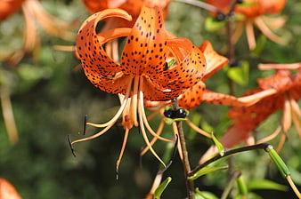 Close-up of vibrant orange tiger lily with black spots