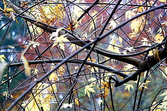 Autumn Maple Branches with Yellow Leaves