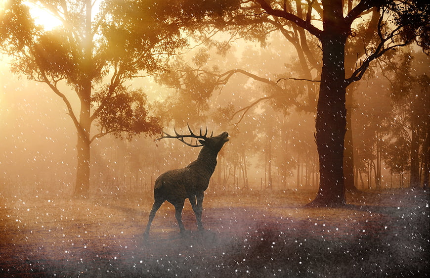 Majestic Stag Bellowing in Golden Misty Forest