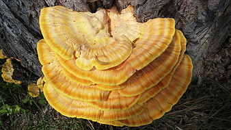Vibrant Yellow Turkey Tail Mushrooms Growing on Tree Bark