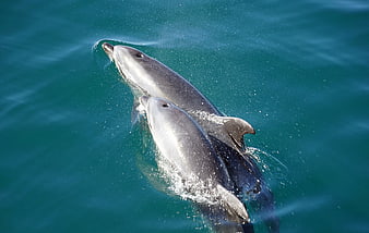 Two dolphins swimming together in turquoise ocean water