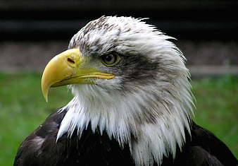 Close-up portrait of a bald eagle head with sharp yellow beak