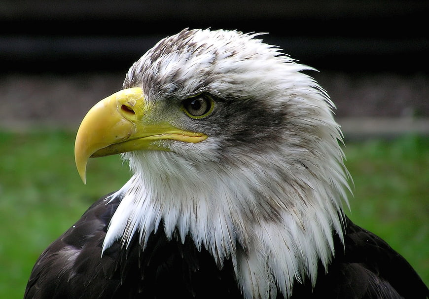 Close-up portrait of a bald eagle head with sharp yellow beak