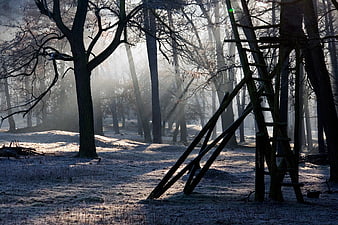 Misty Forest With Sunbeams And Wooden Ladder Structure