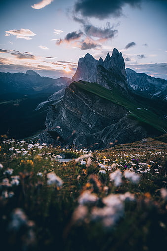 Alpine Mountain Peaks at Sunset with Wildflowers in Foreground