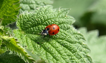 Close-up of a red ladybug on a green leaf