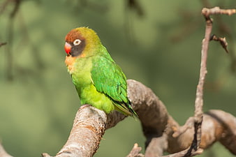 Fischer's Lovebird Perched on a Tree Branch