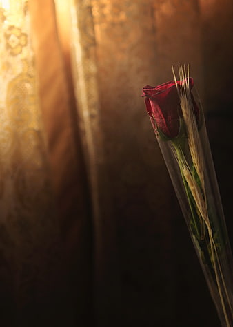 Single red rose wrapped in cellophane with wheat stalks