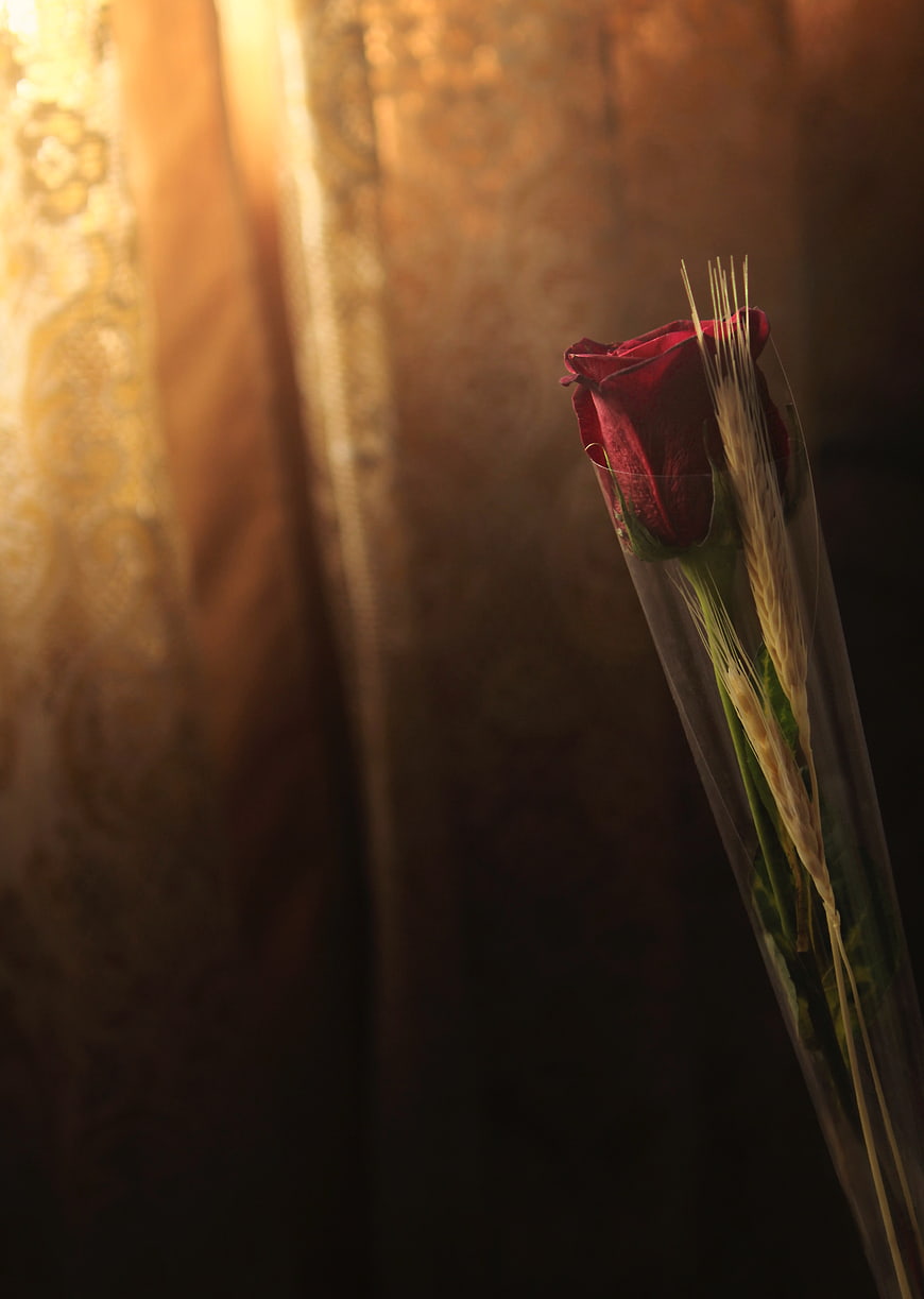 Single red rose wrapped in cellophane with wheat stalks