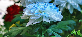 Close-up of a white and blue dyed chrysanthemum flower