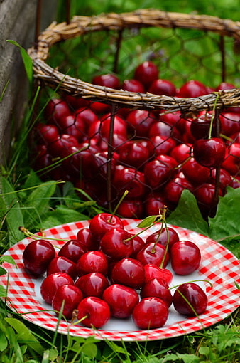 Fresh Red Cherries on Checkered Plate and Basket in Garden