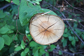 Cross-section of cut tree trunk with visible annual rings