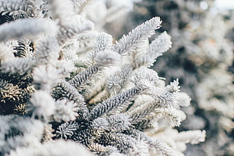 Close-up of frost-covered pine branches in winter