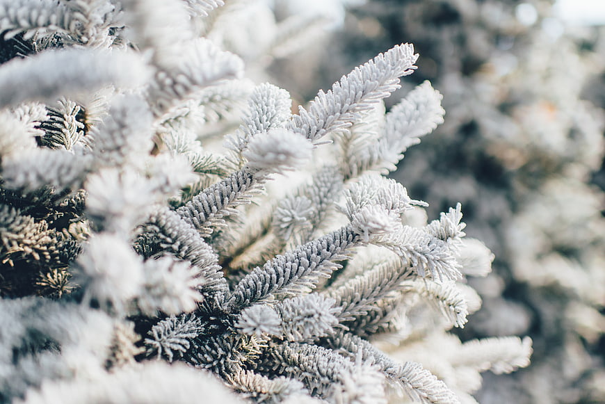Close-up of frost-covered pine branches in winter