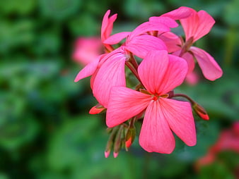 Close-up of vibrant pink geranium flowers in a garden