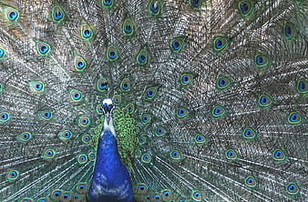 Male Peacock Displaying Full Tail Feathers