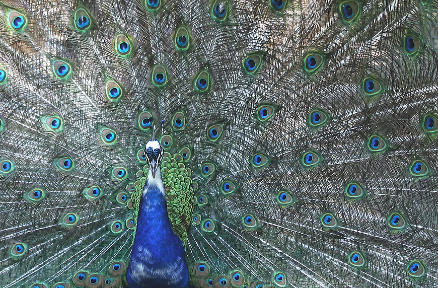 Male Peacock Displaying Full Tail Feathers