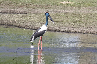 Black-necked Stork Standing in Shallow Water