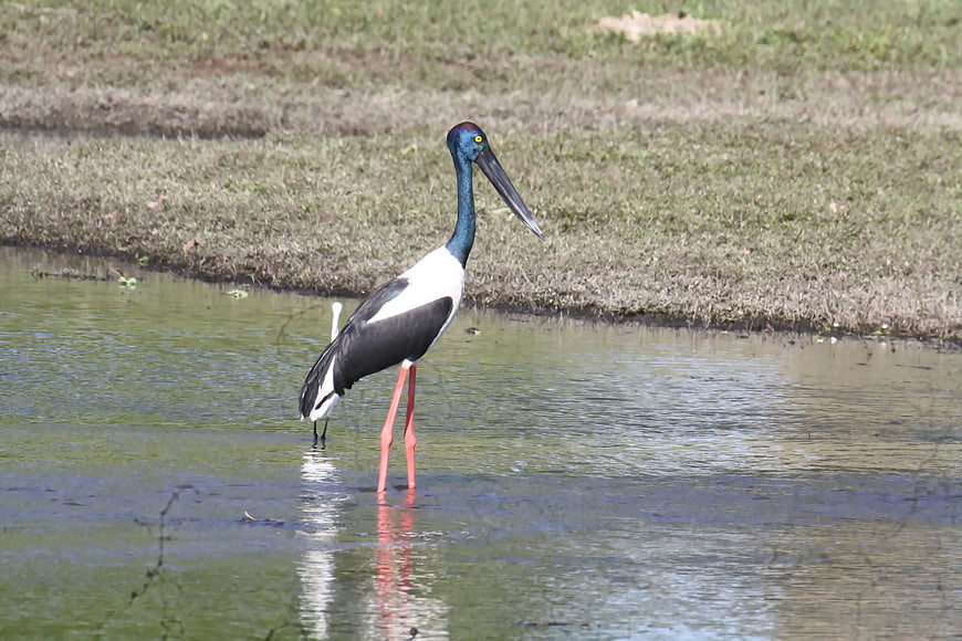 Black-necked Stork Standing in Shallow Water