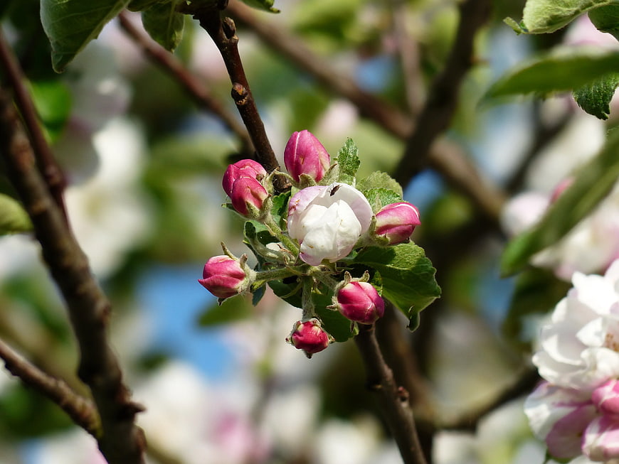 Apple Blossoms and Pink Buds on Branch