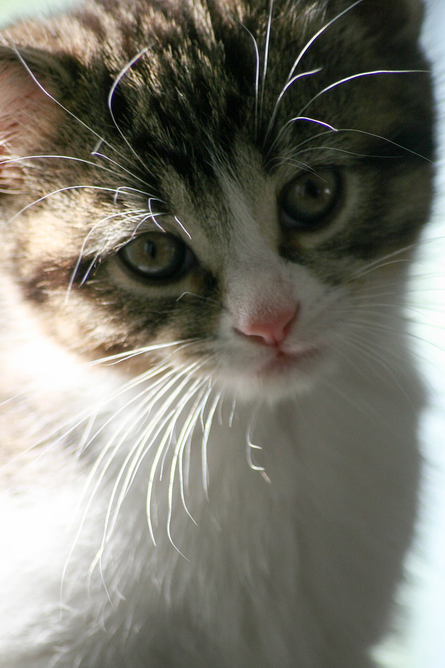 Close-up portrait of a cute tabby and white kitten face
