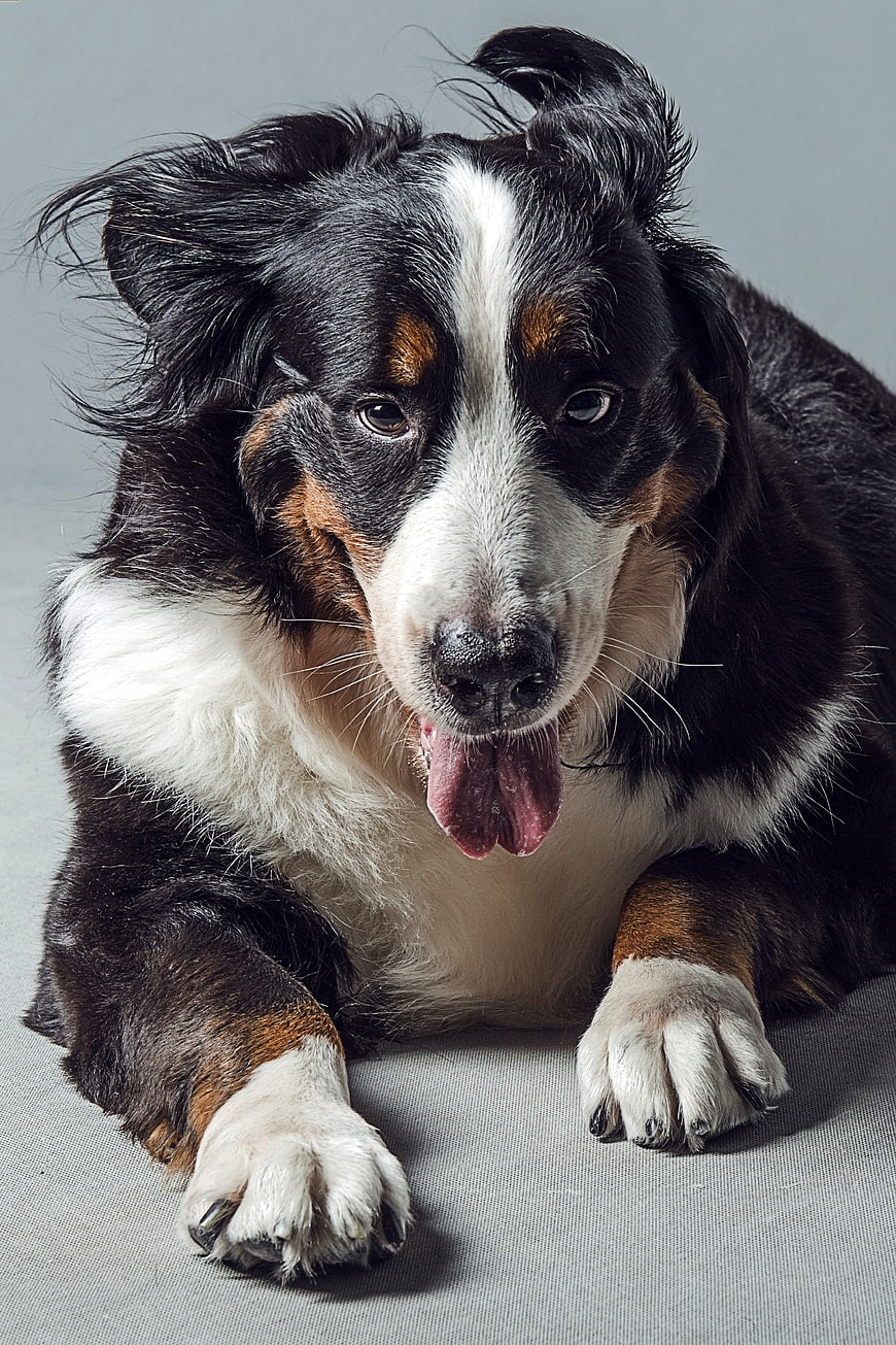 Portrait of a Bernese Mountain Dog Lying Down