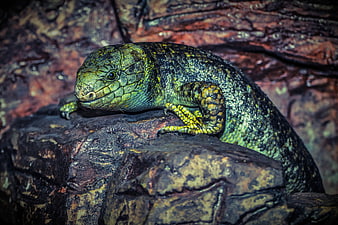 Close-up of a Green and Black Lizard on a Rocky Surface