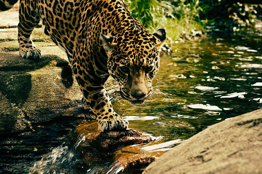 Jaguar walking near water in natural habitat