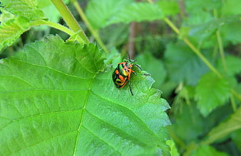 Colorful shield bug on green leaf