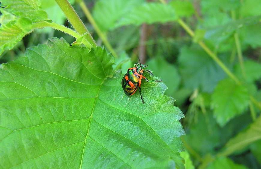 Colorful shield bug on green leaf