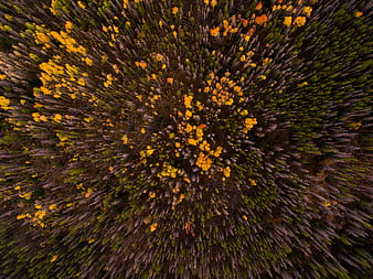 Aerial View of Autumn Forest with Yellow and Green Trees