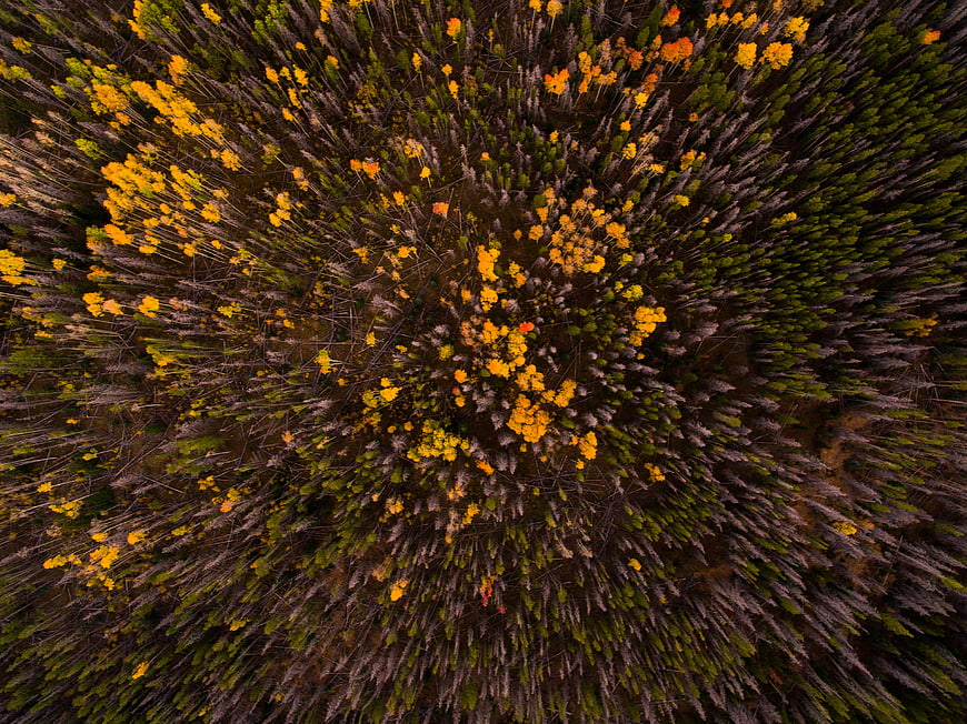 Aerial View of Autumn Forest with Yellow and Green Trees