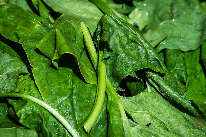 Fresh Wet Spinach Leaves Close Up