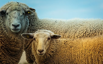 Close-up portrait of two sheep with wool texture and blue sky background