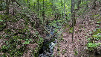 Serene forest stream flowing through mossy rocky ravine