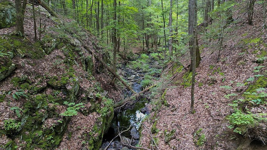 Serene forest stream flowing through mossy rocky ravine