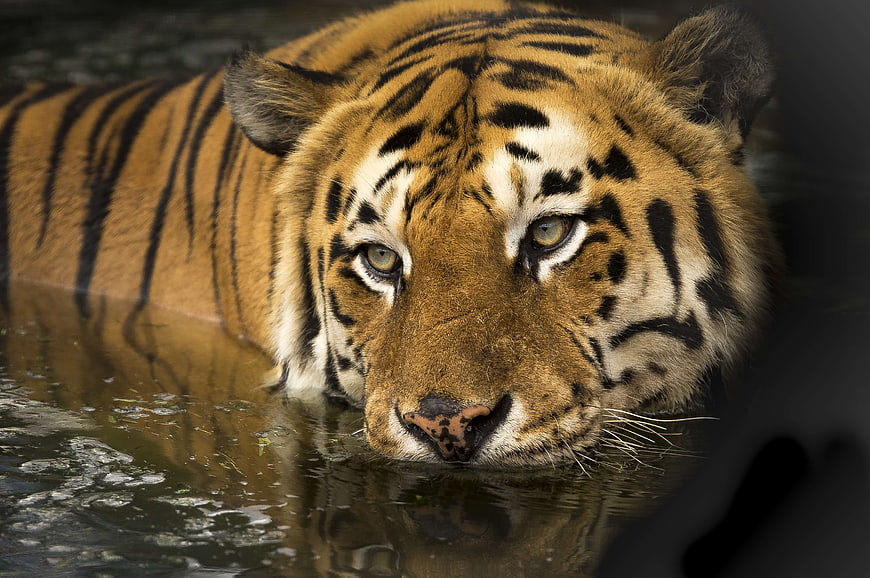 Close-up of a Bengal Tiger Swimming in Water
