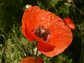 Vibrant Red Poppy Flower in Green Field