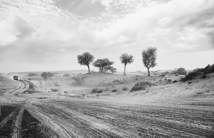 Black and white desert landscape with dirt road and trees
