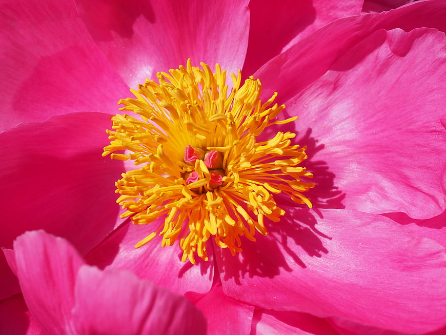 Close-up of vibrant pink peony with yellow stamens