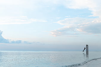 Person swinging on a swing over calm ocean water