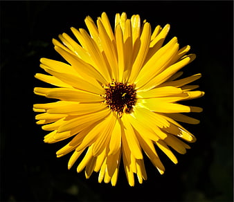 Vibrant Yellow Flower Close-Up on Black Background
