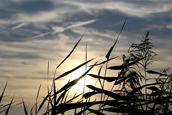 Silhouette of tall grass against a cloudy sunset sky