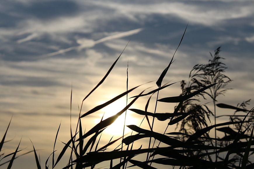 Silhouette of tall grass against a cloudy sunset sky